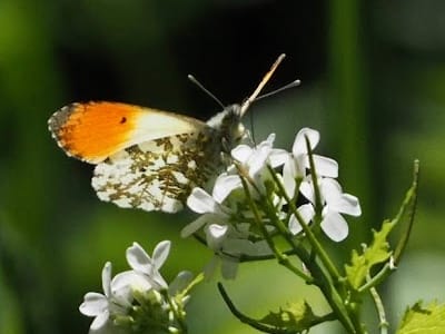oi000138