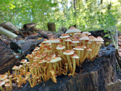Ter Hooge – Foto door Janet Weststrate